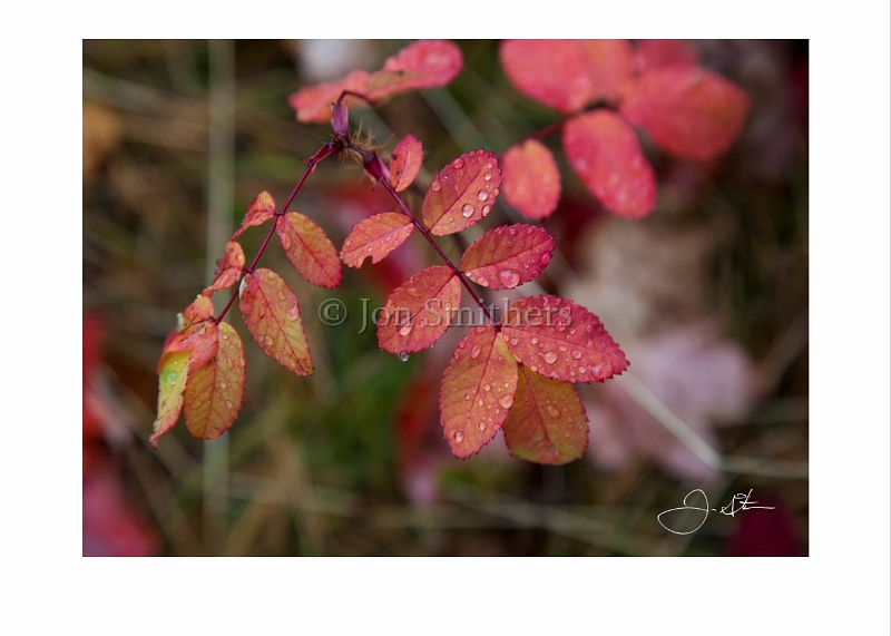 101112_9785 Keweenaw Fall Colors.jpg